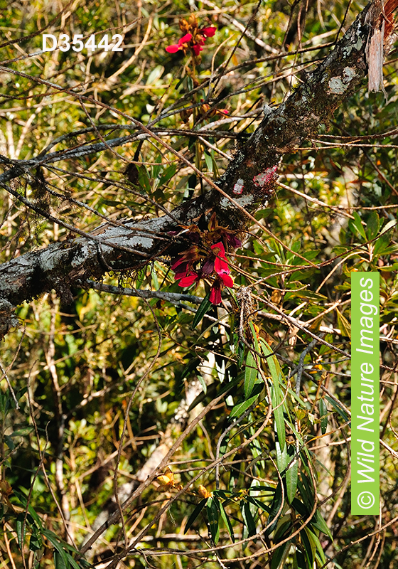 Collaea speciosa (Fabaceae)